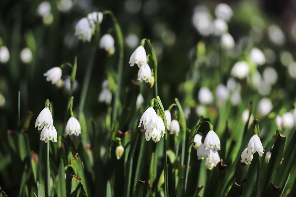 a bunch of white flowers that are in the grass