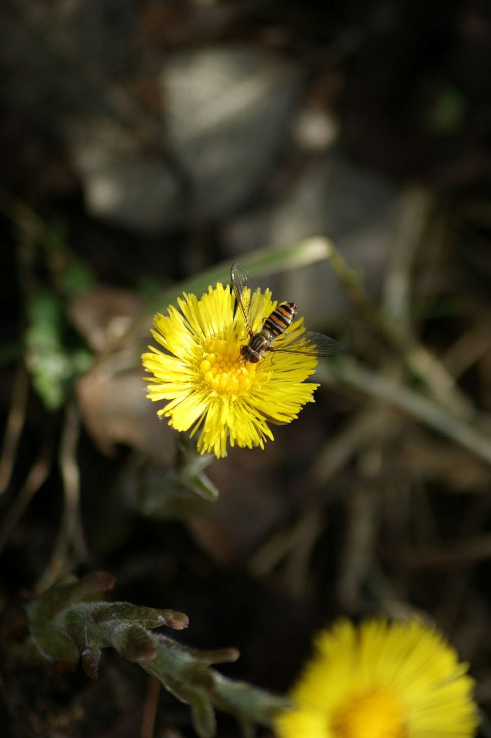 a yellow flower with a bee on it