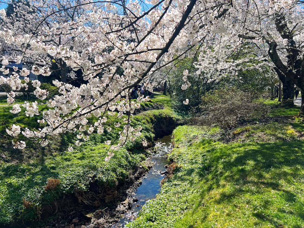 a river running through a lush green park