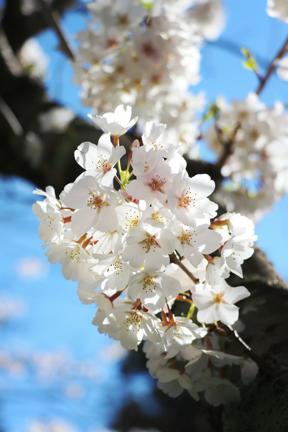 a branch of a tree with white flowers