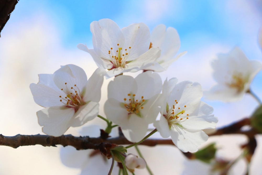 a close up of a branch with white flowers