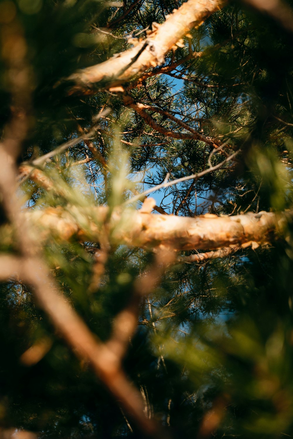 a close up of a tree branch with a blue sky in the background