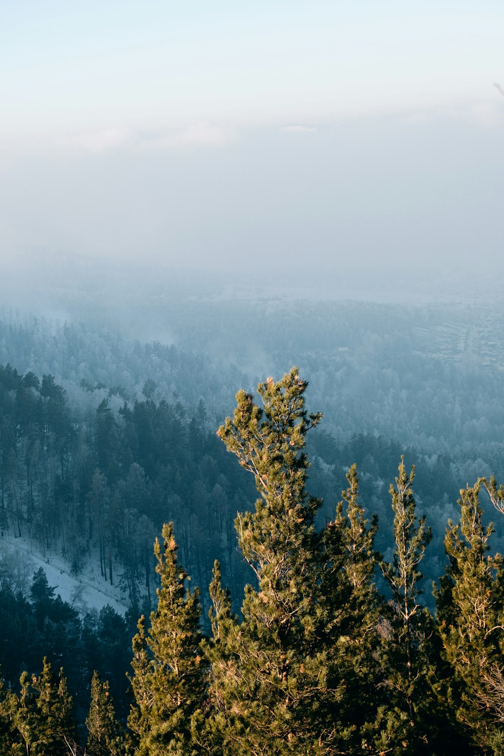 a view of a forest from a high point of view