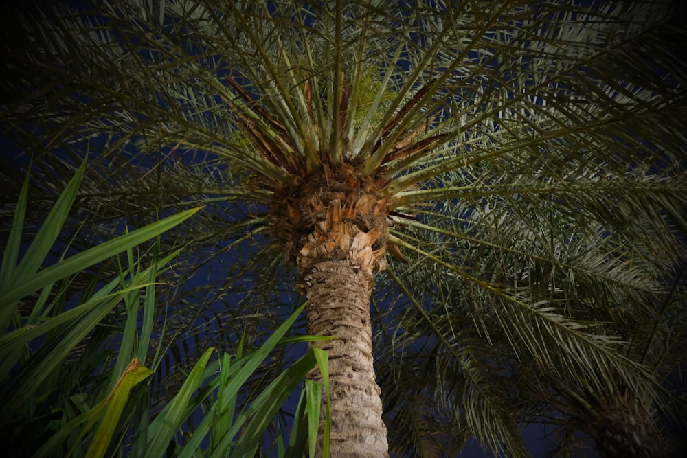 a palm tree with a blue sky in the background