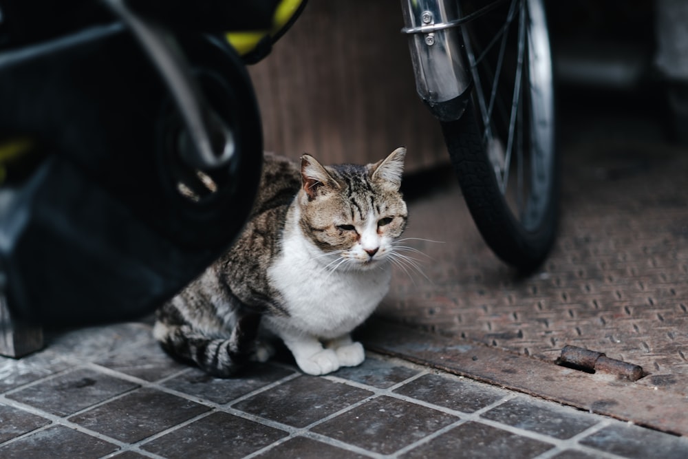 a cat sitting on the ground next to a bike