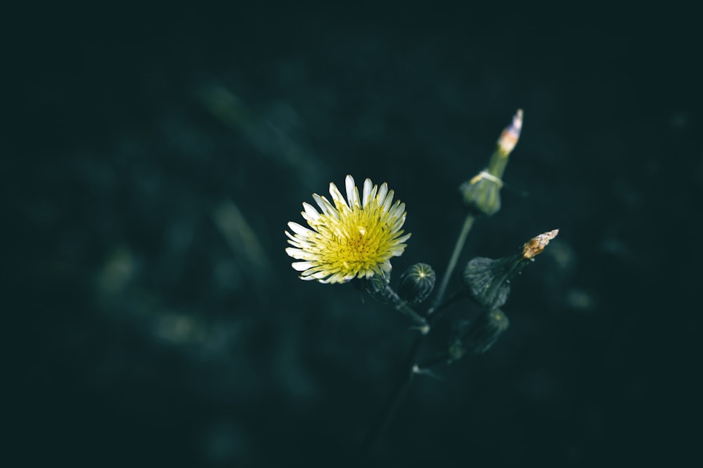 a yellow flower with a dark background