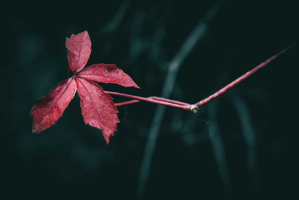 a single red leaf on a twig