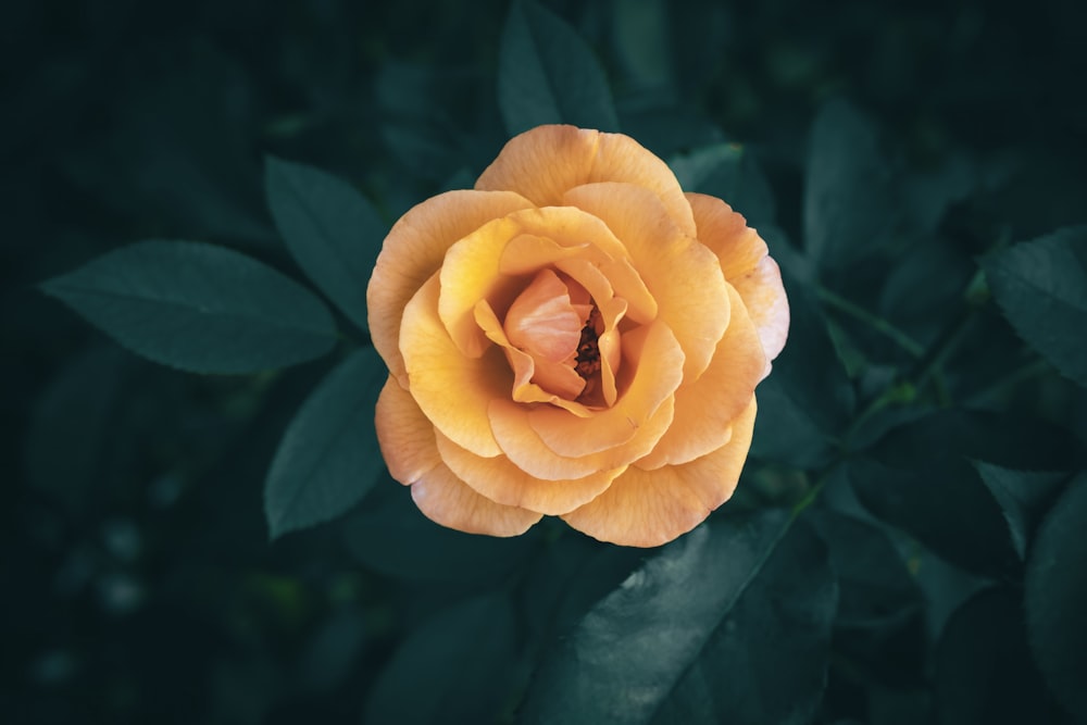 a yellow flower with green leaves in the background