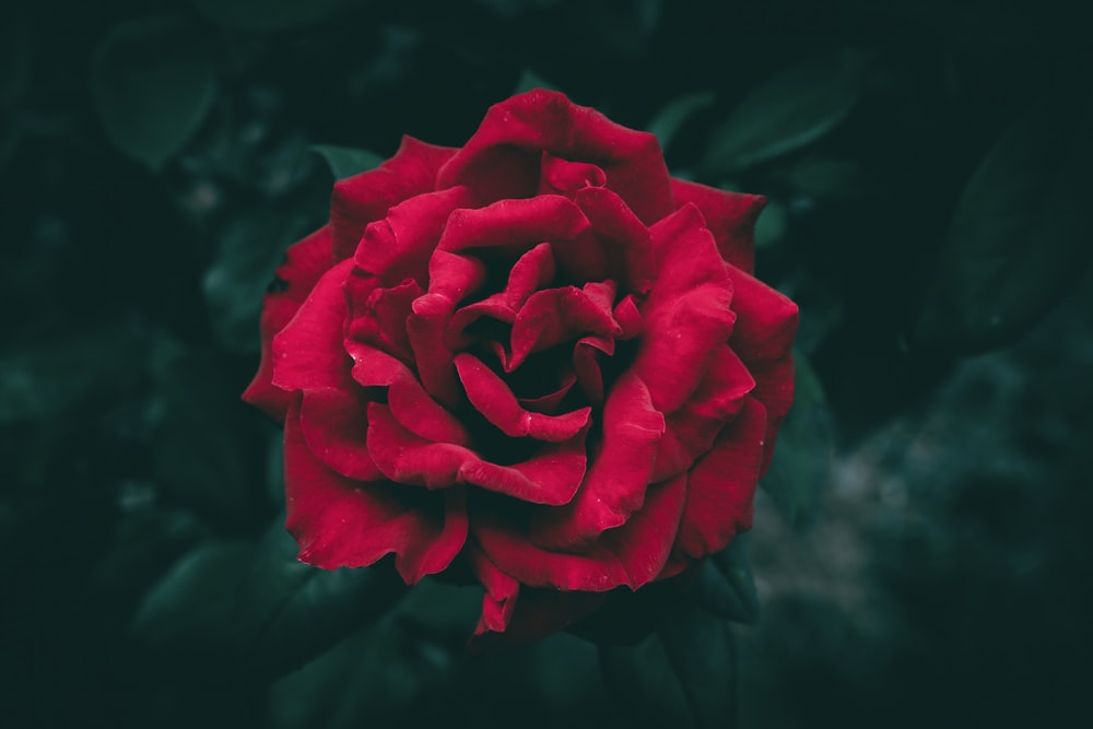 a large red rose with green leaves in the background