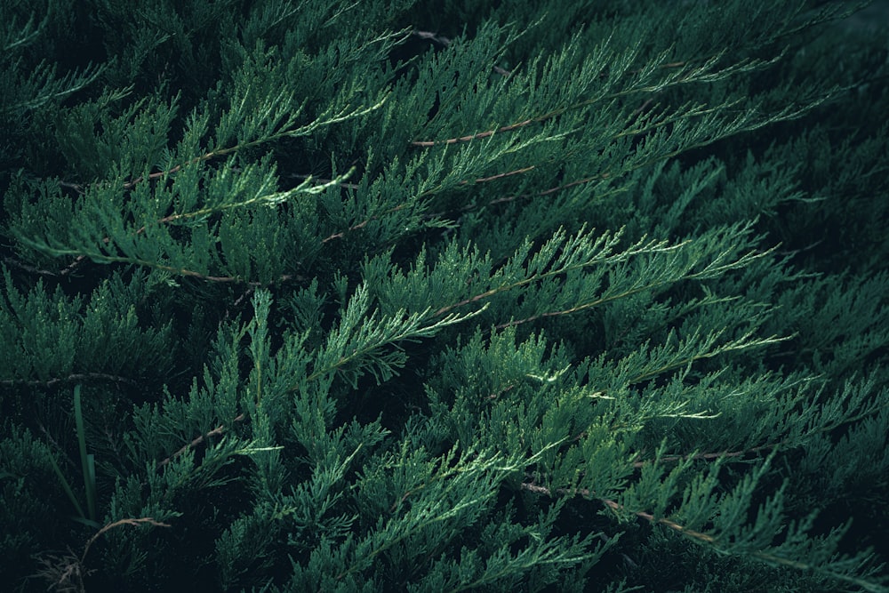 a close up of a bunch of green plants