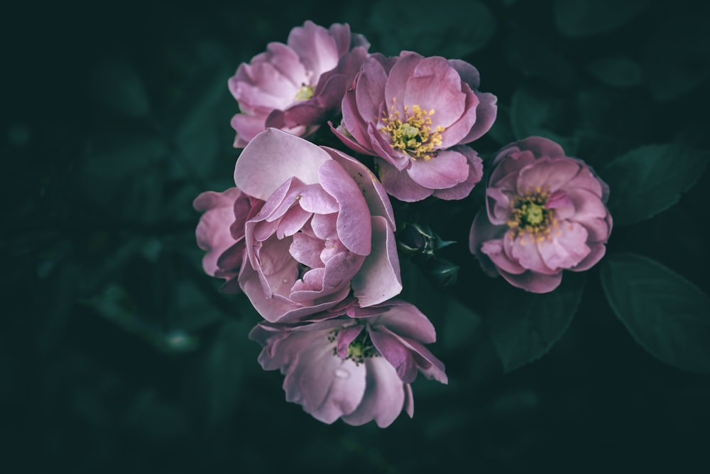 a group of pink flowers sitting on top of a green plant