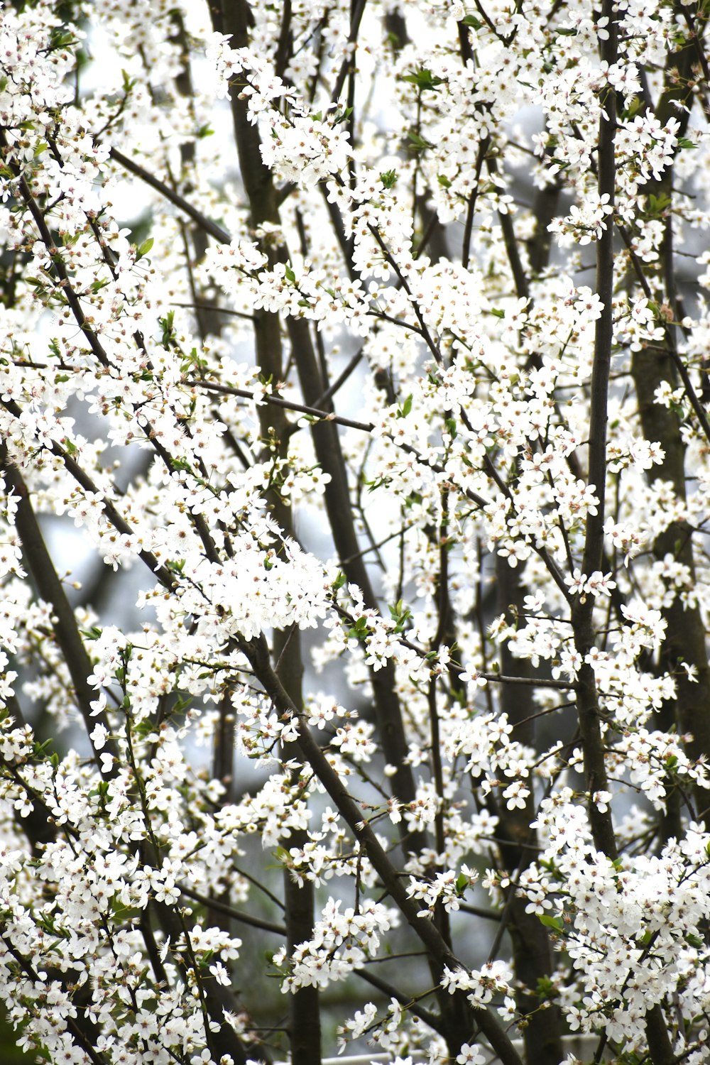 a close up of a tree with white flowers