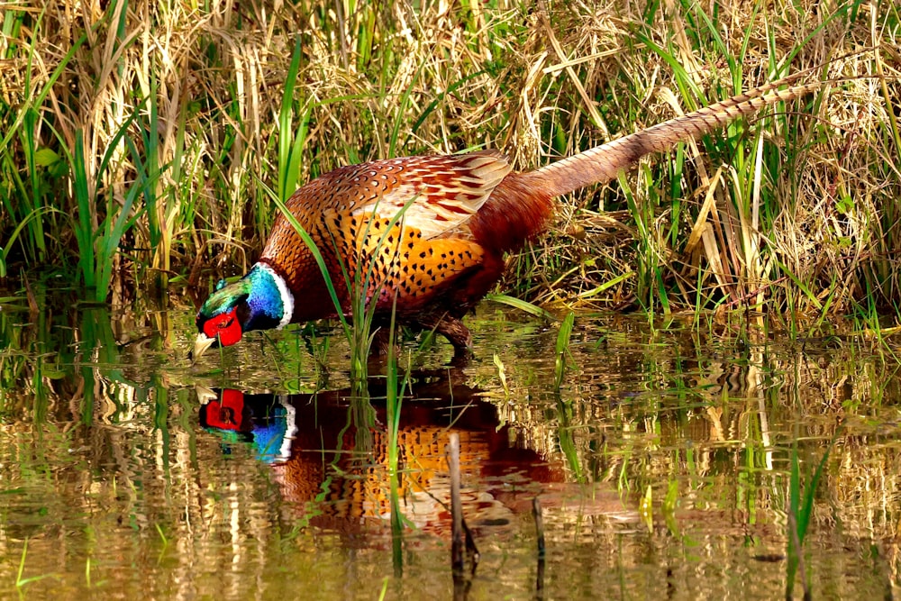 a pheasant is standing in a body of water