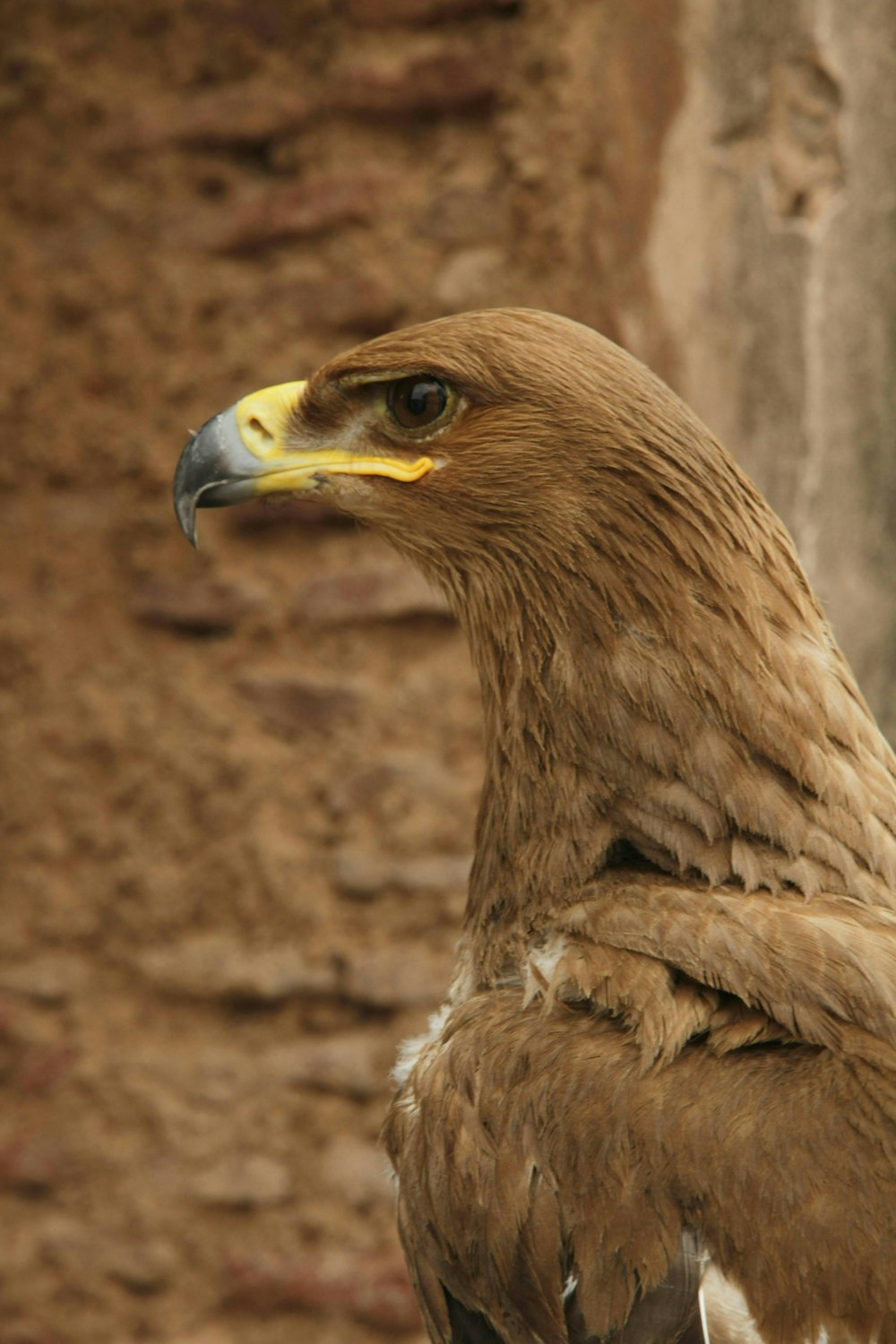 a large brown bird with a yellow beak