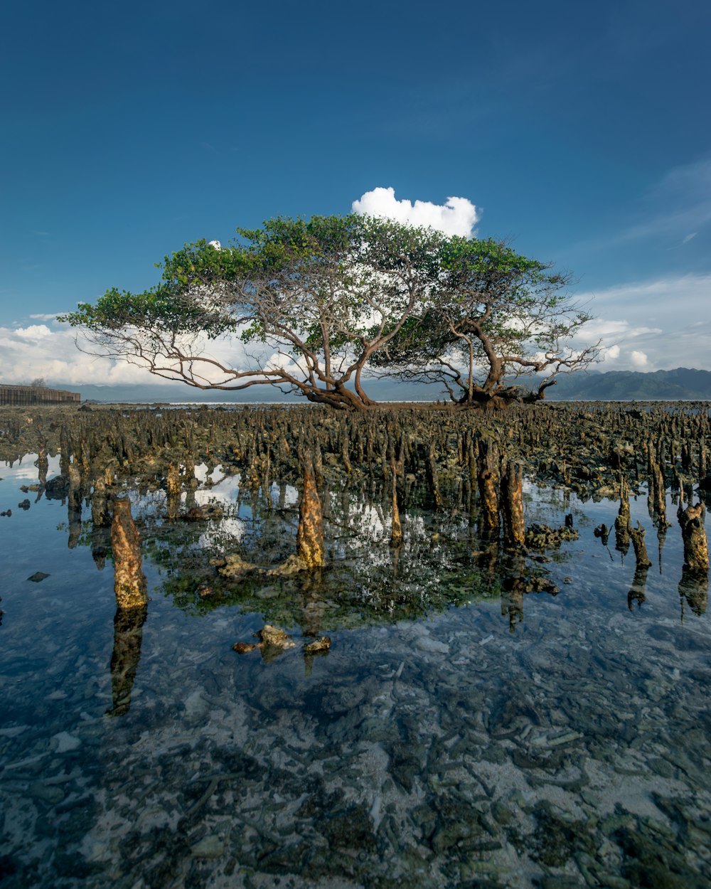 a tree that is standing in the water