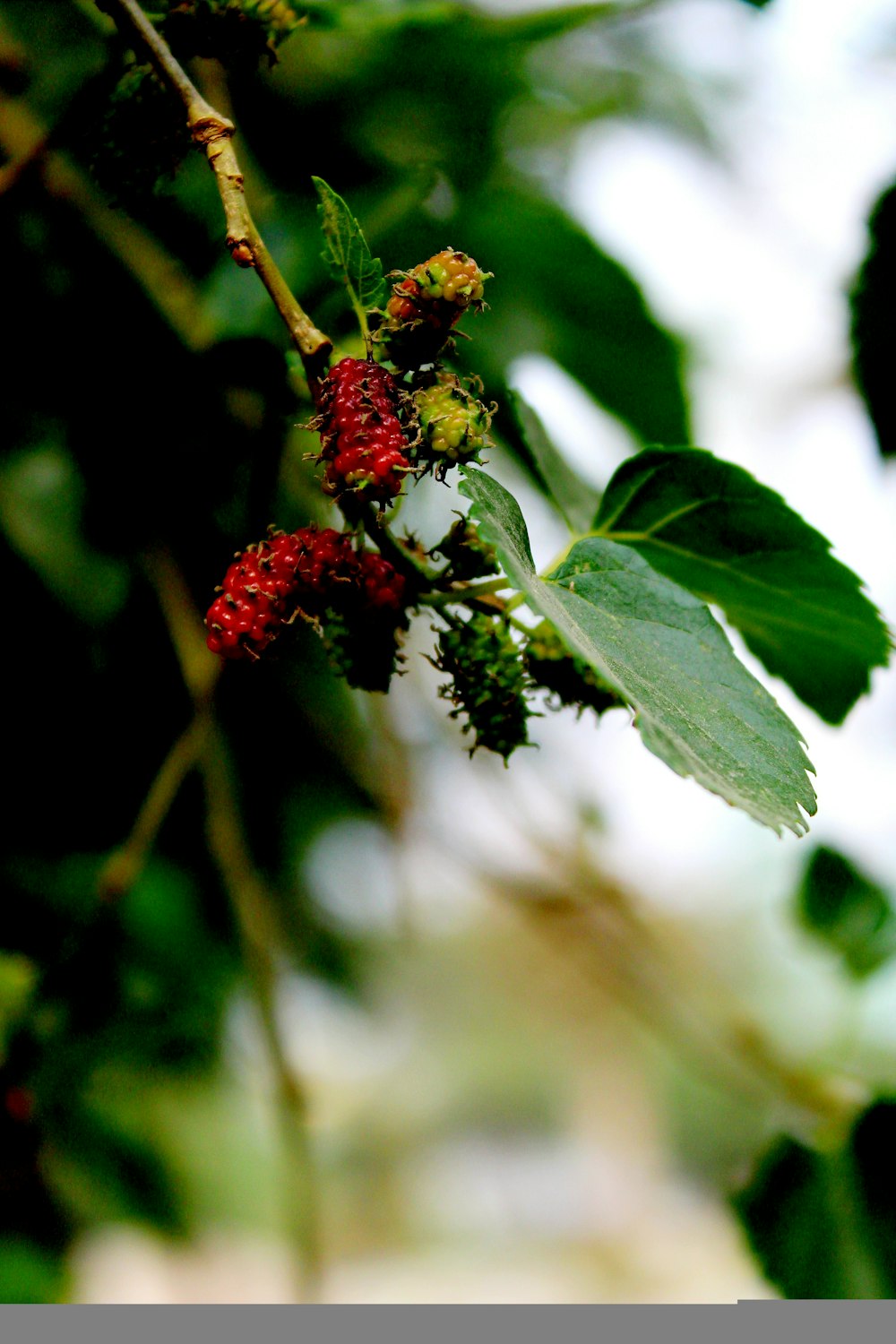 a branch of a tree with berries on it