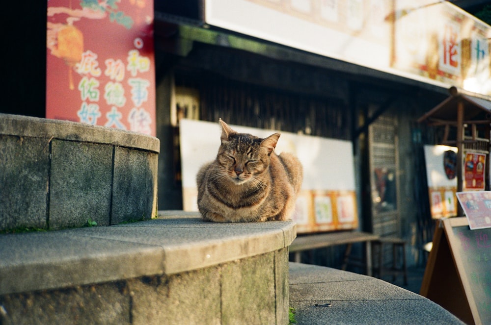 a cat sitting on a ledge in front of a store