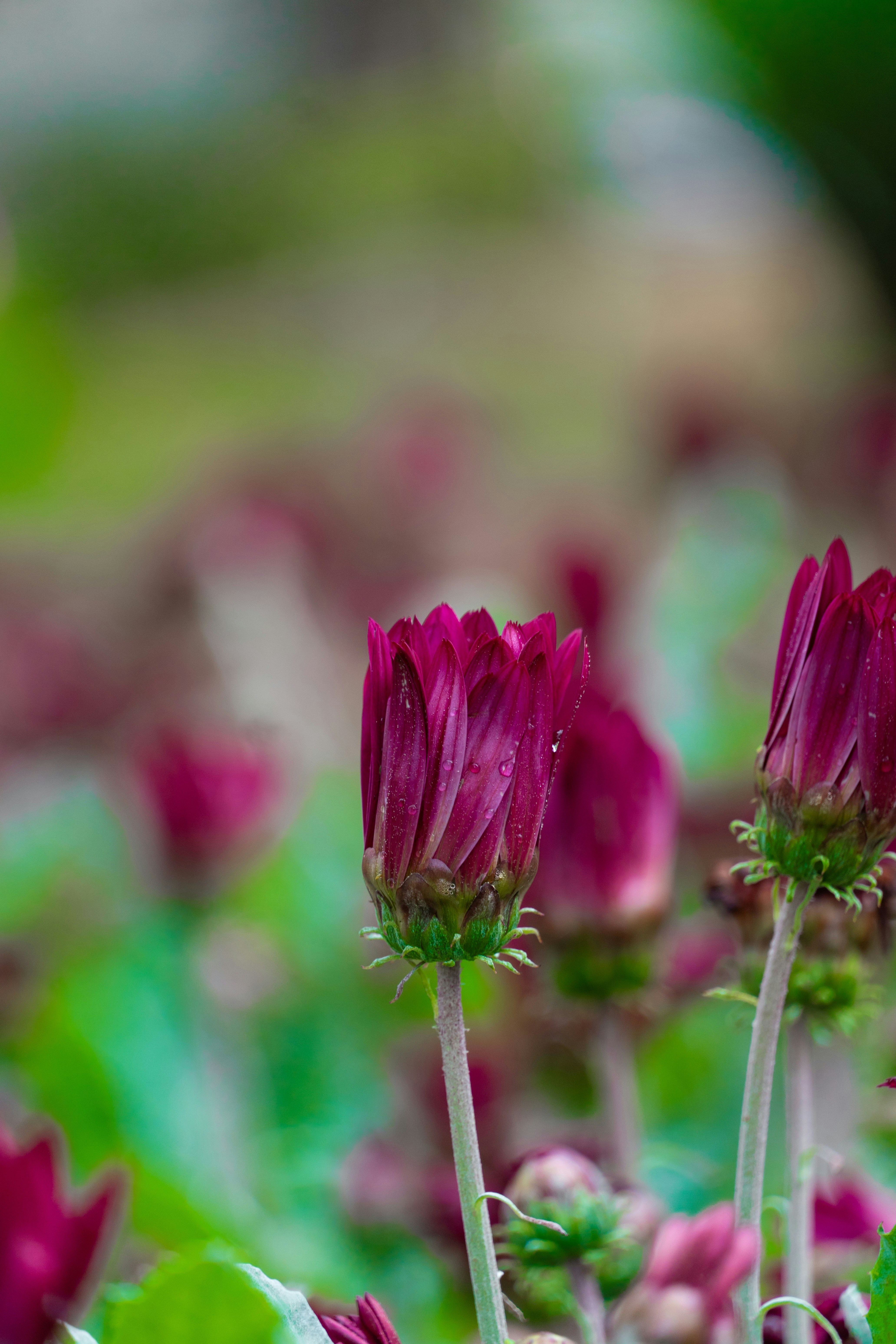 Photo by nishatsamadzai2001