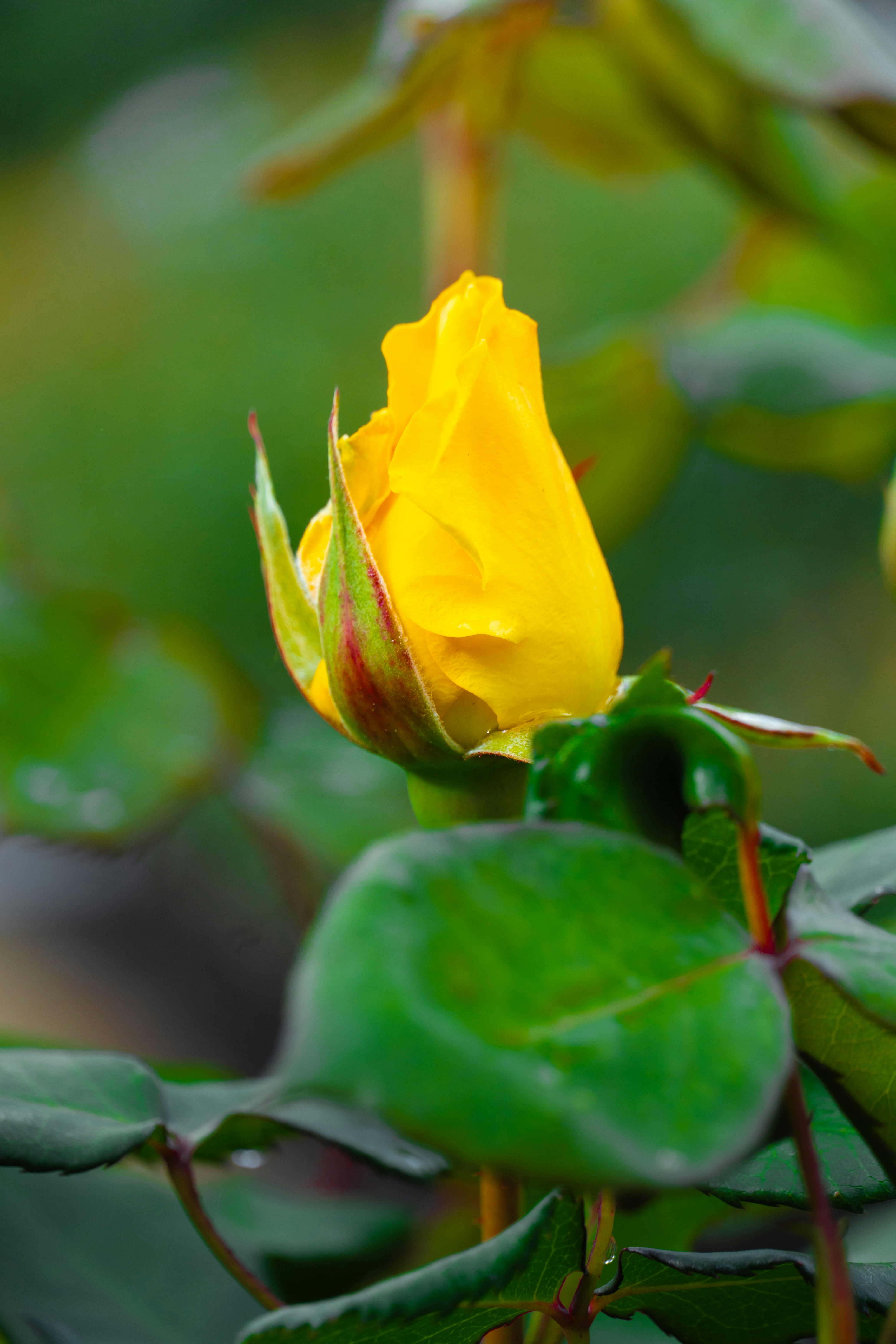 Photo by nishatsamadzai2001