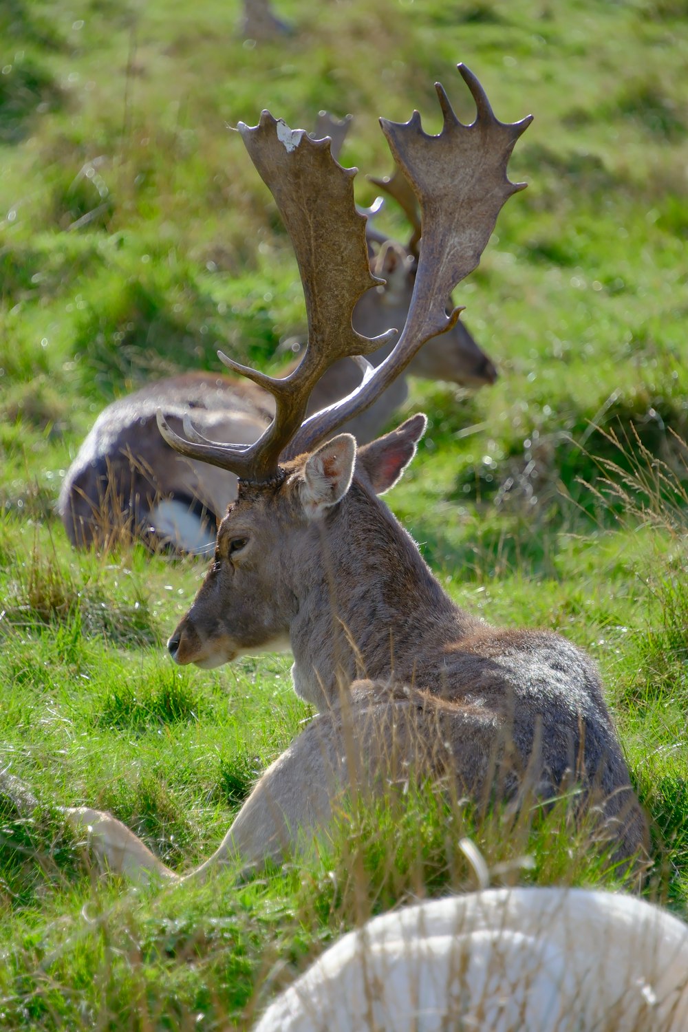 a deer laying down in a grassy field