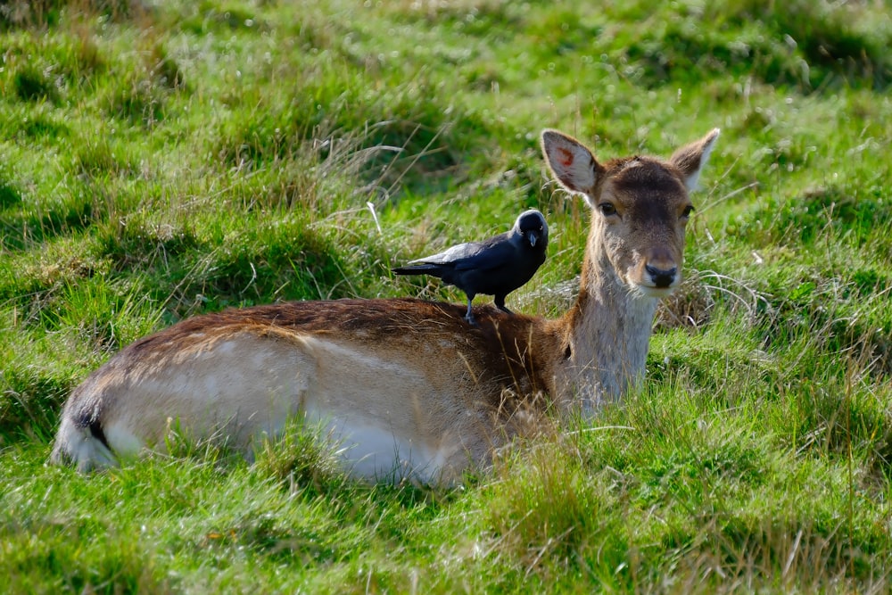 a deer laying in the grass with a bird on its back
