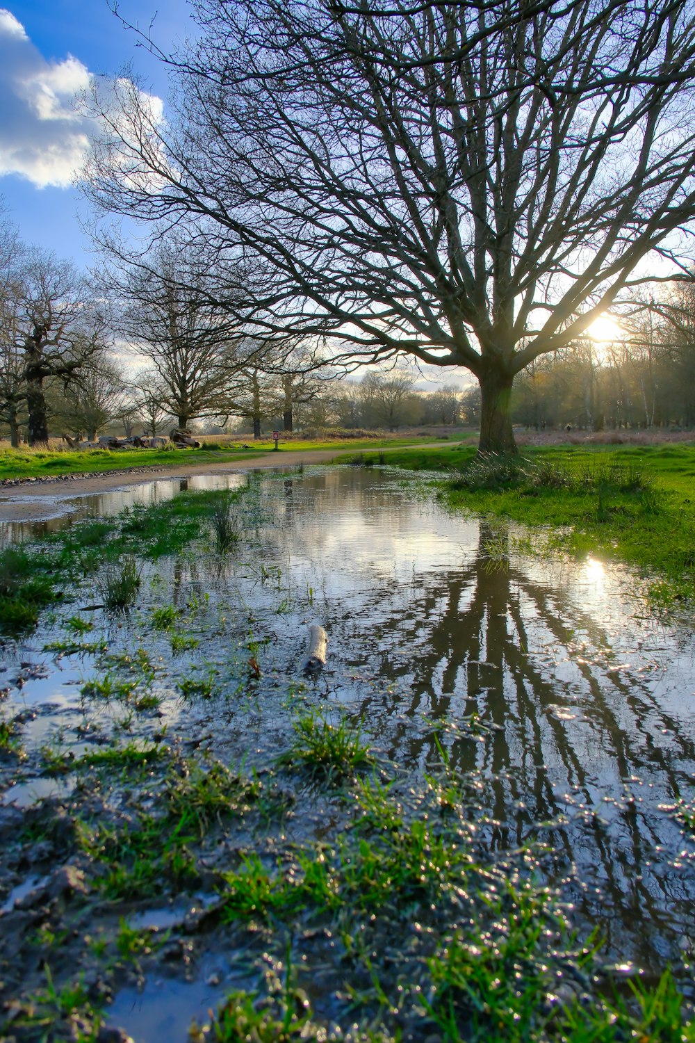 a tree is reflected in a puddle of water