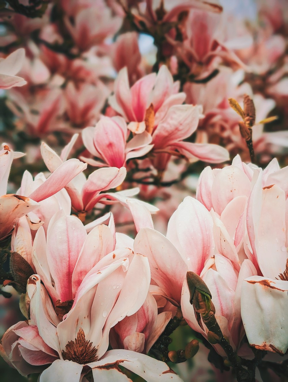 a bunch of pink flowers blooming on a tree