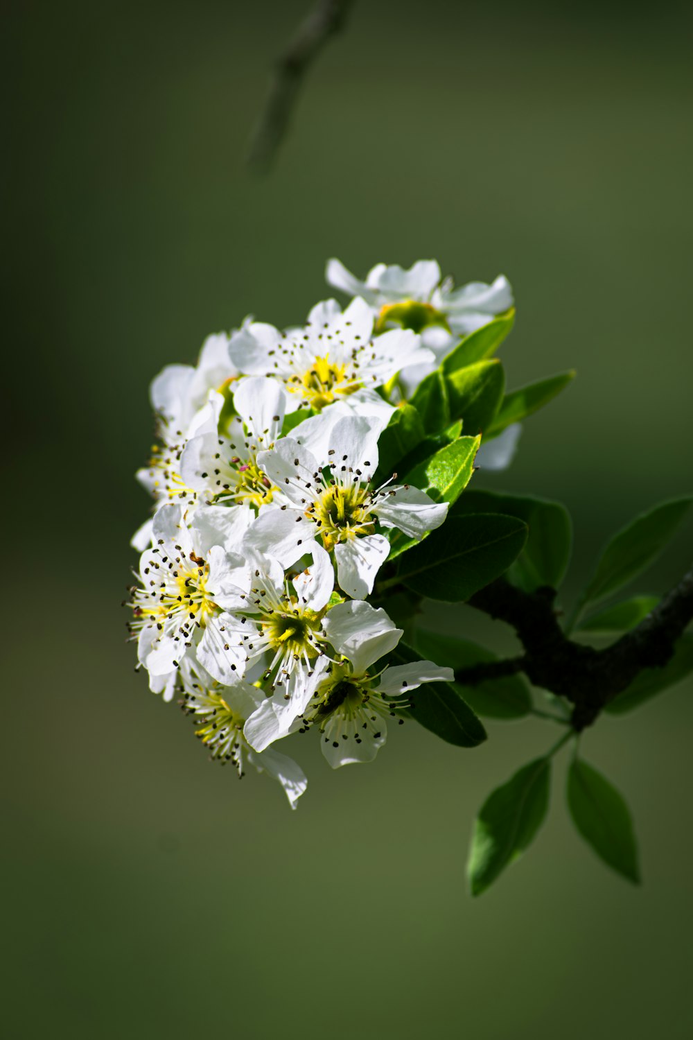 나뭇가지에 흰 꽃이 클로즈업되어 있��습니다