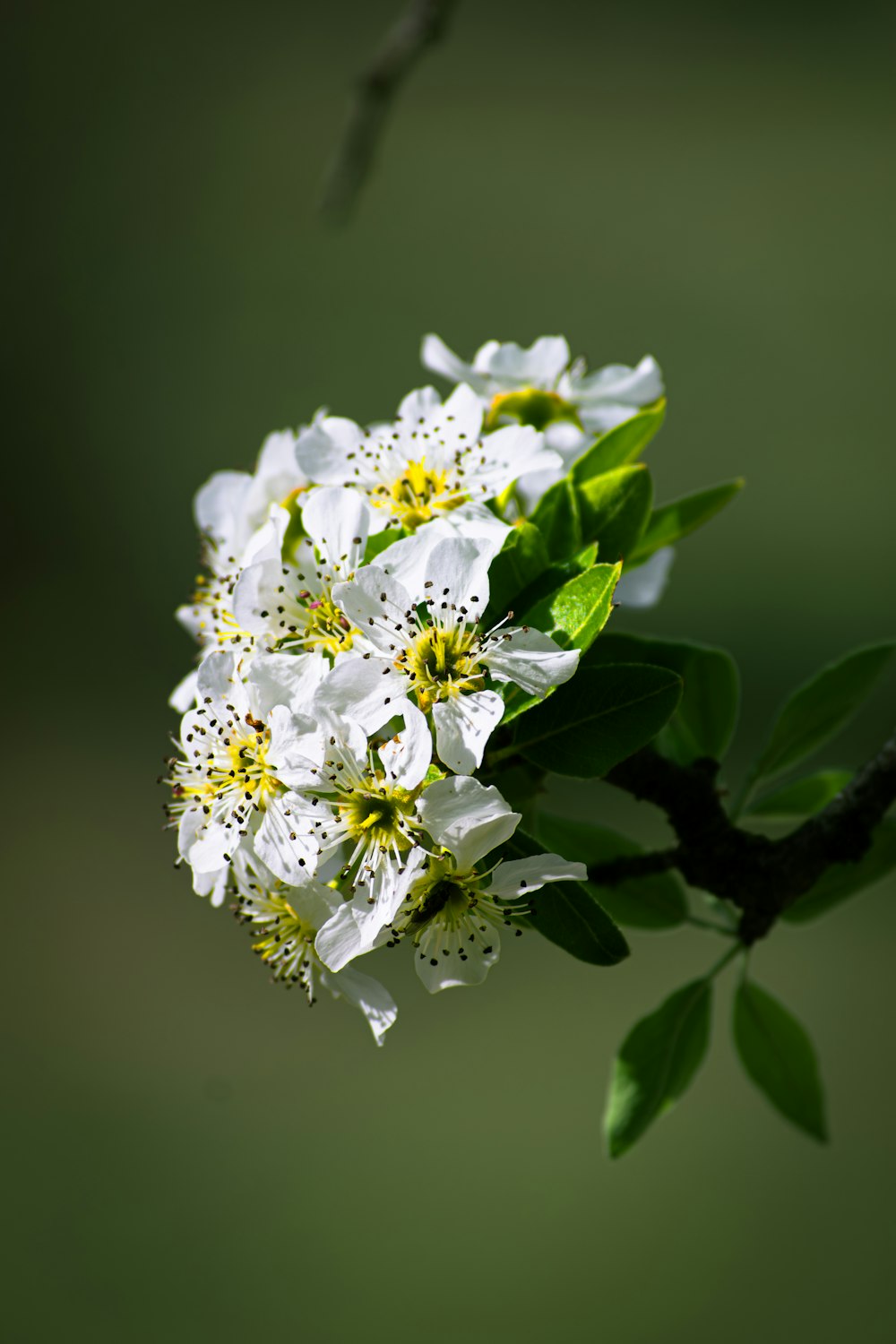 a close up of a white flower on a tree branch