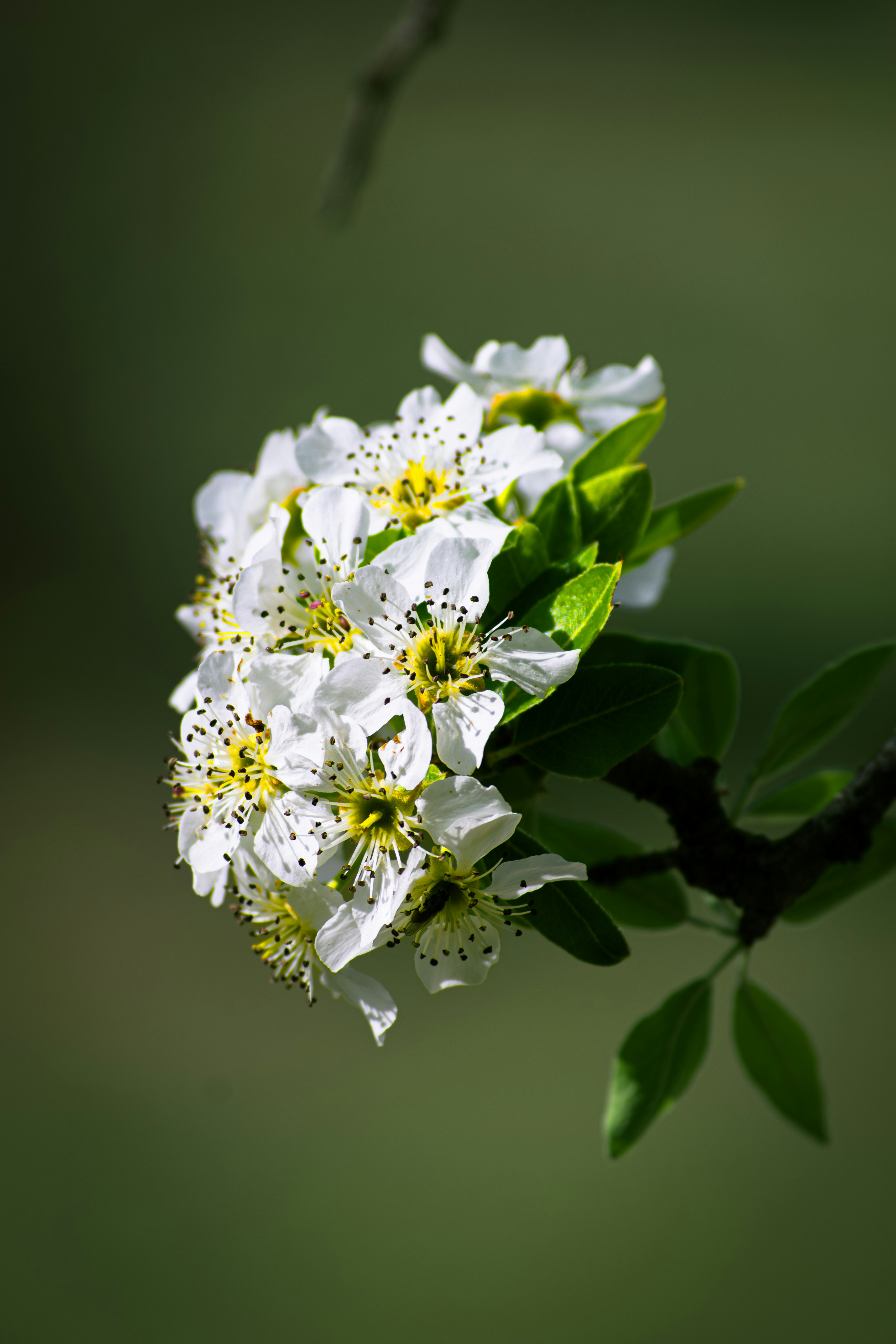 Choose from a curated selection of flower backgrounds. Always free on Unsplash.