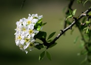 a close up of a flower on a tree branch