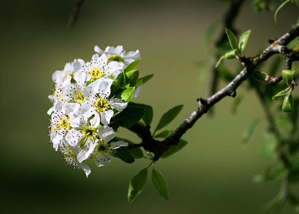 a close up of a flower on a tree branch