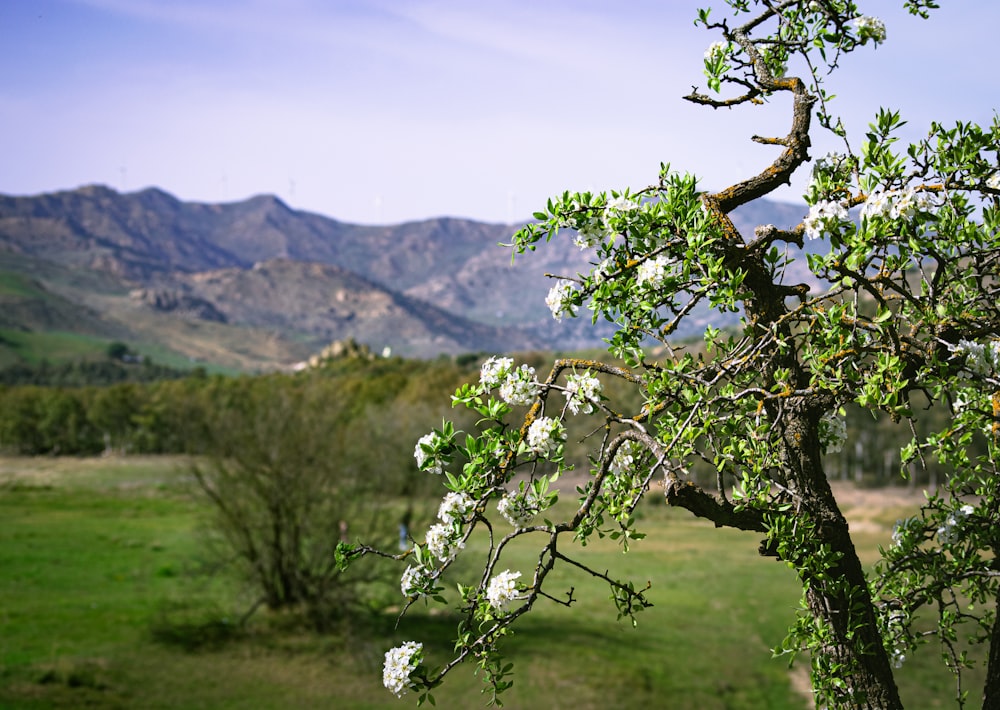 a tree with white flowers in the foreground and mountains in the background