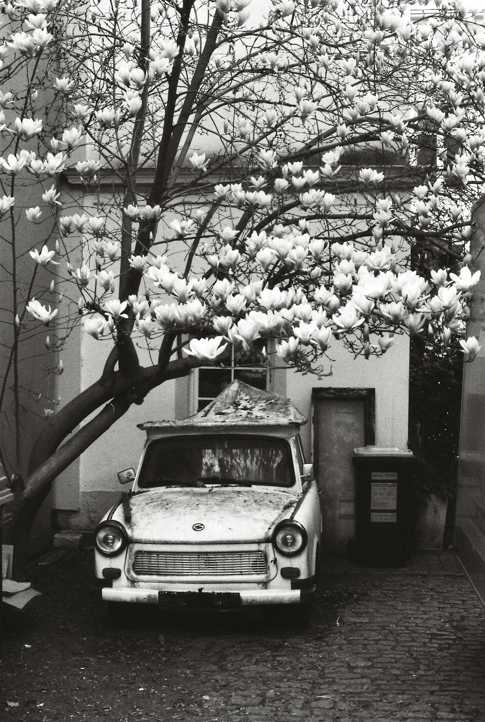 a car parked in front of a tree with white flowers