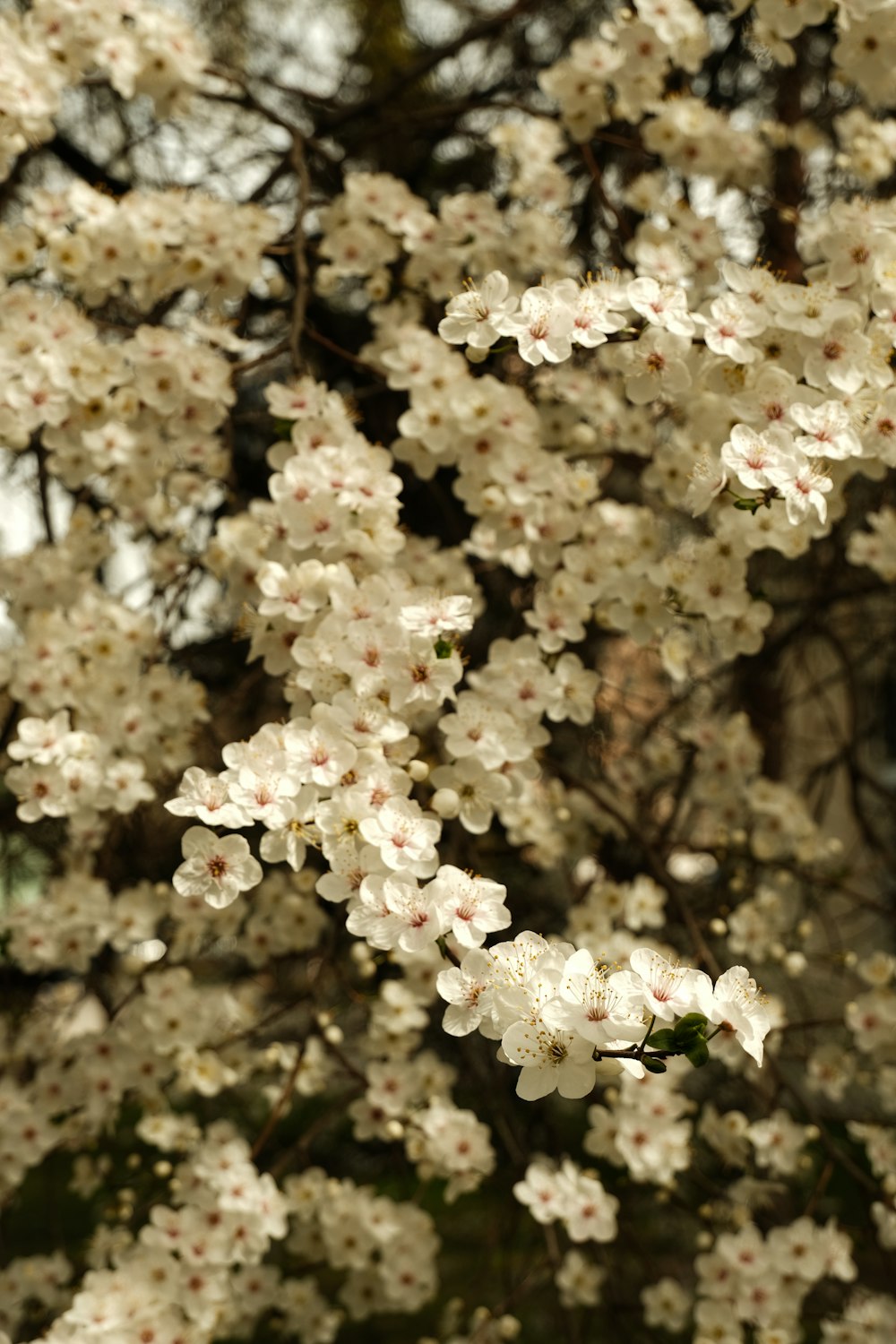 a tree with lots of white flowers on it