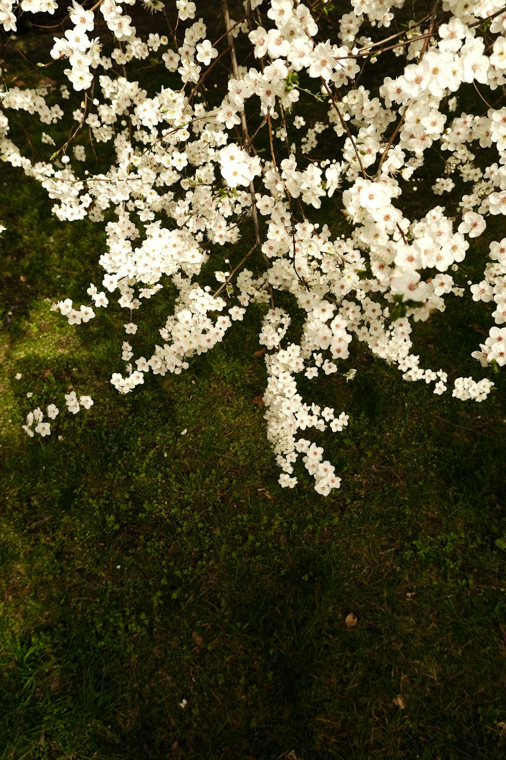 a tree with white flowers in a grassy area