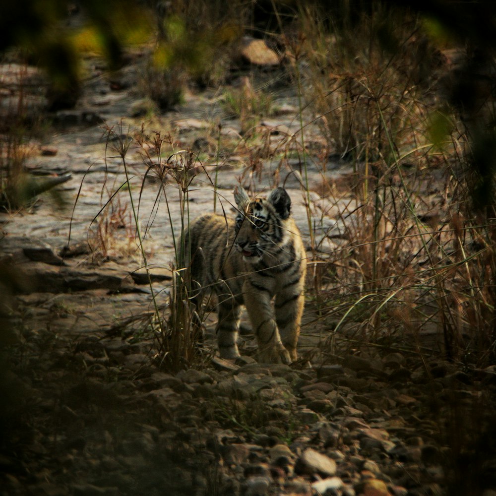 un pequeño tigre caminando por un campo rocoso