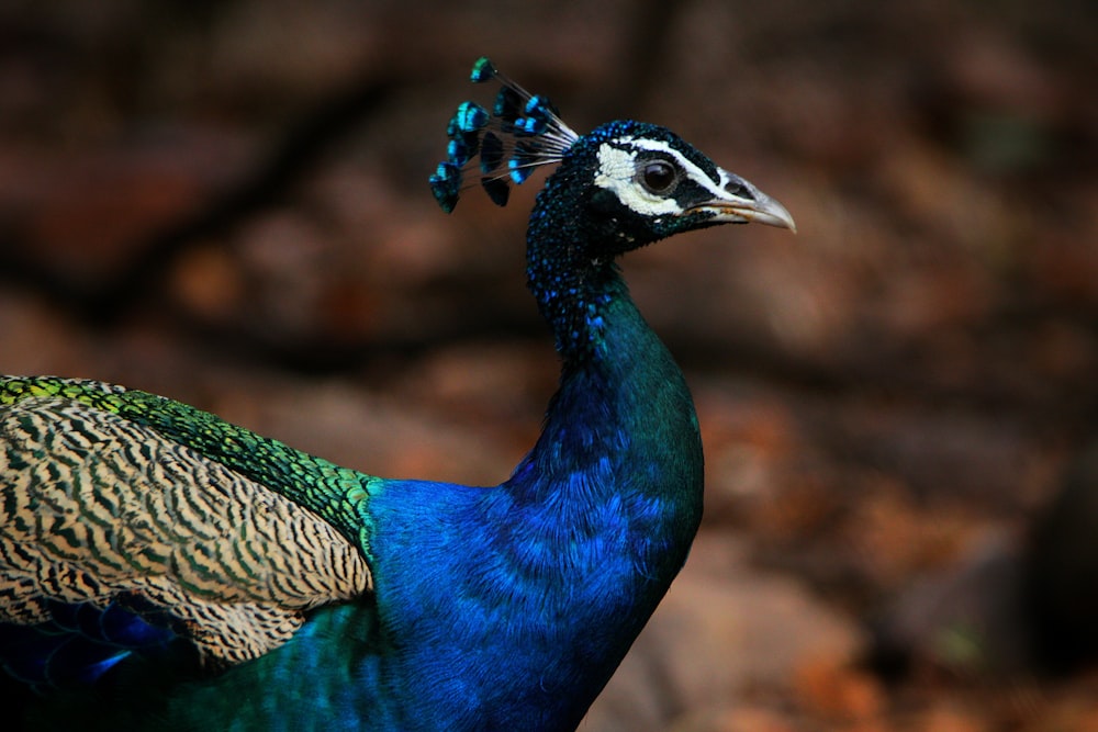 a blue and green bird standing on top of a leaf covered ground