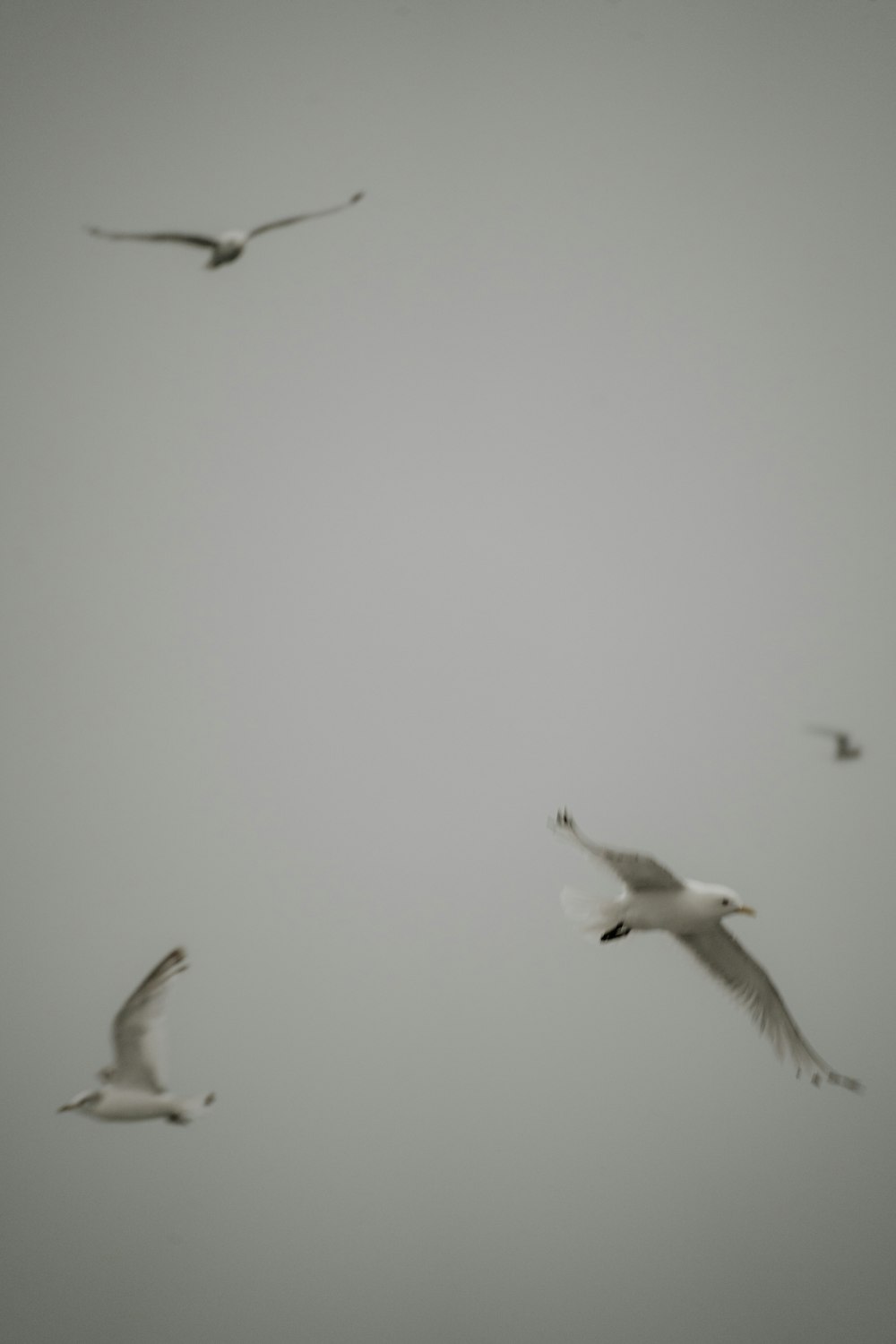 a flock of birds flying through a foggy sky