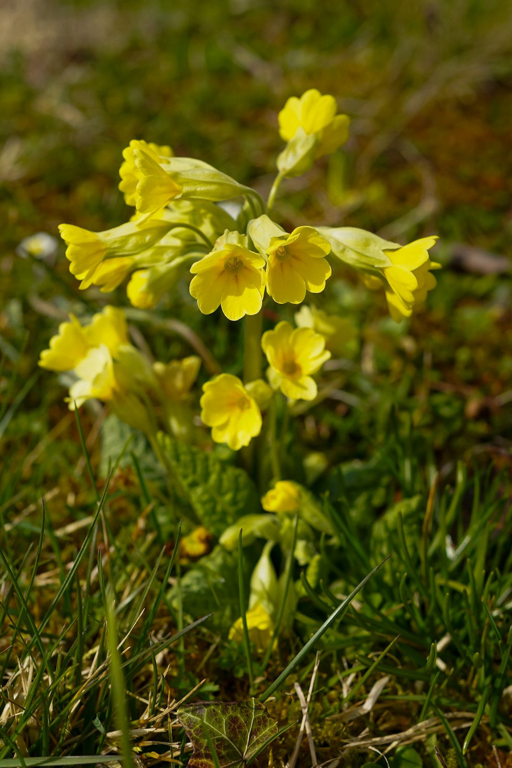 gros plan d’une petite fleur jaune dans l’herbe