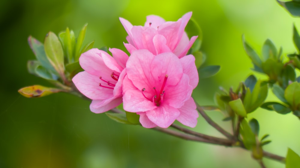 a close up of a pink flower on a branch