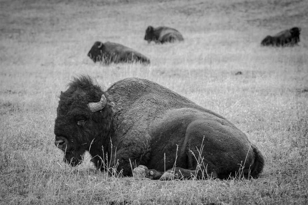 a black and white photo of a bison laying in a field
