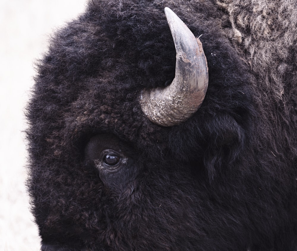 a close up of a bison with large horns