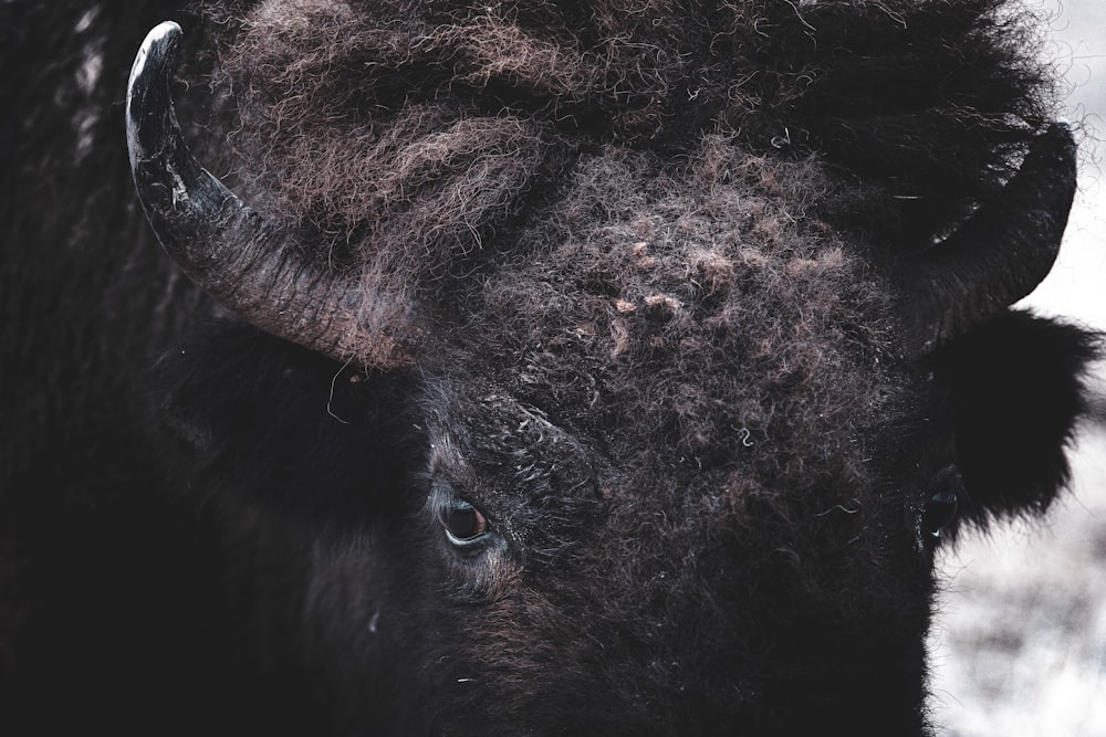 a close up of a bison's head with hair blowing in the wind