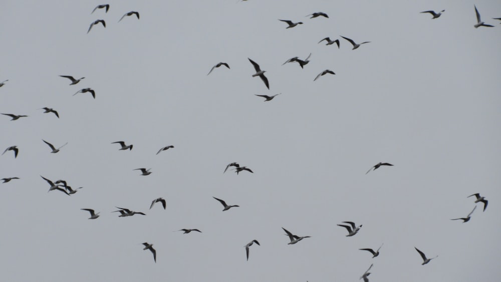 a flock of birds flying through a cloudy sky