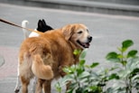 a dog is pulling a duck on a leash