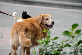 a dog is pulling a duck on a leash