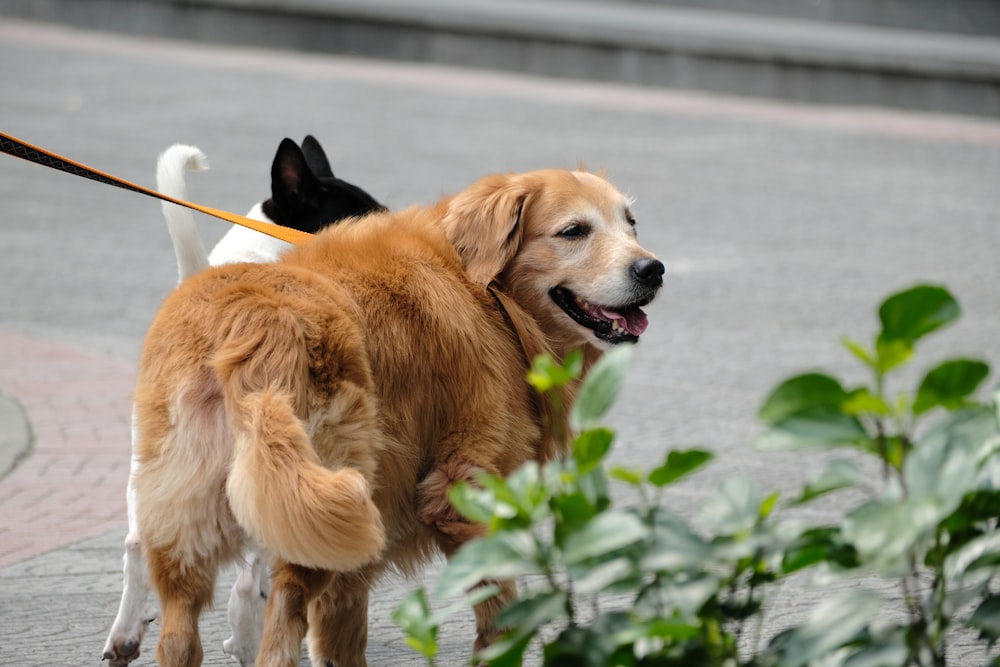 a dog is pulling a duck on a leash