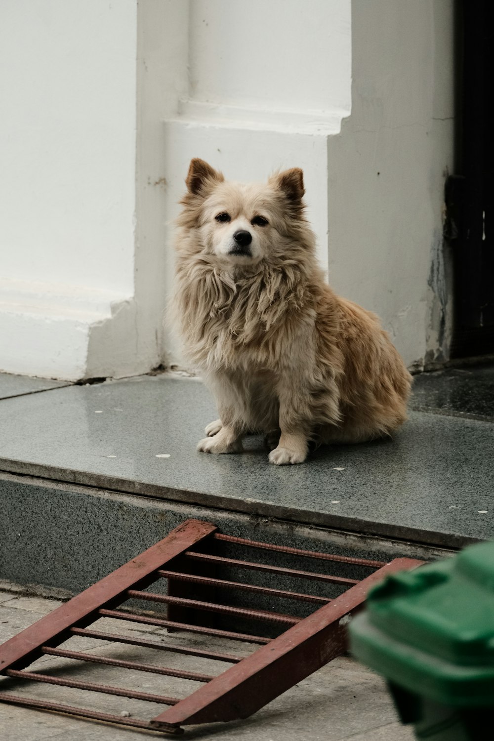 a dog sitting on a step next to a trash can