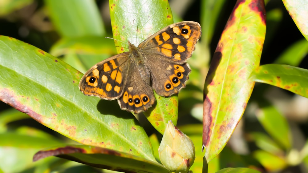 a brown and yellow butterfly sitting on top of a green plant